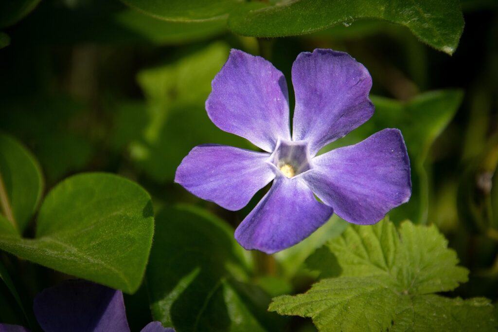Meteng Invention A nagy meténg ültetése és szaporítása 🌿 Növénymánia